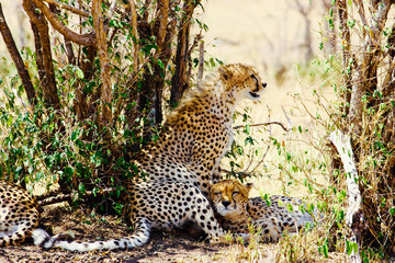 Ghepardi nella natura in Africa Tanzania