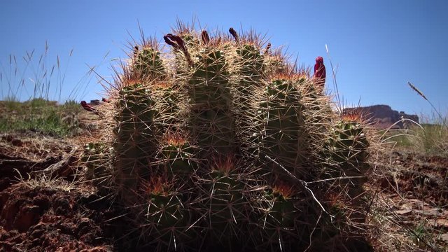 Flowering cactus plants Eshinocereus sp.  in Canyonlands National Park, Utha