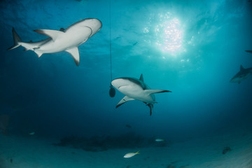 Fototapeta premium Caribbean reef shark at the Bahamas