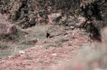 A birds sits on the rock