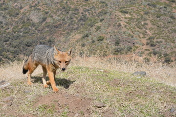 Chilean fox found at mount andes