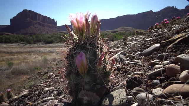 Flowering cactus plants Sclerocactus sp. (parviflorus)  in Canyonlands National Park, Utha