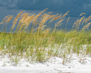 Sea oats on the dune shine in front of dark skies