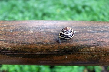 ślimak, muszla, powolny © Roman
