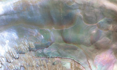 Sea shell background.