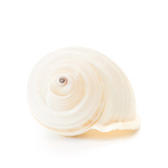 Sea shell on white.