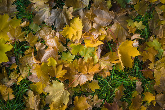 Pattern with colorful leaves in autumn forest