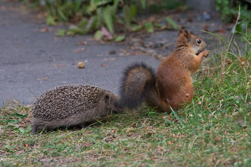 Juvenile Hedgehog encounters Red Squirrel