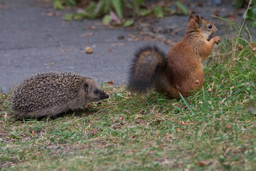 Juvenile Hedgehog encounters Red Squirrel