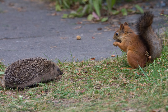 Juvenile Hedgehog encounters Red Squirrel