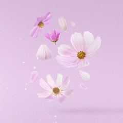 Fototapeta na wymiar Beautiful flying pastel pink flowers