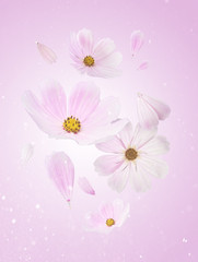 Beautiful flying pastel pink flowers