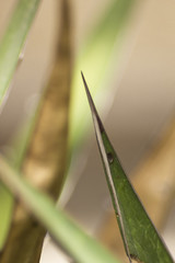 Pattern with green leaves. Leaf detail