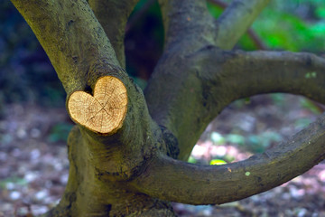 Branche d'arbre coupée
