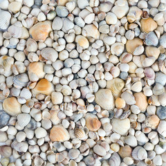 Sea shells. Mixed colorful seashells as background