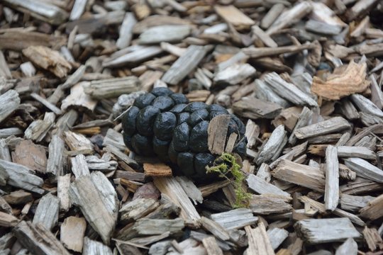 Hirschkot Losung Auf Holzspanen Stock Photo Adobe Stock