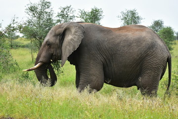 Naklejka na ściany i meble elephant in african landscape,South Africa, Kruger national park
