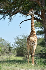 giraffe in african  landscape
