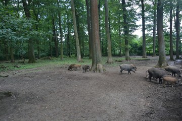 Wildschweinrotte im Wald
