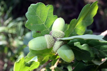 A branch of an oak tree with three acorns and an ant creeping on a leaf