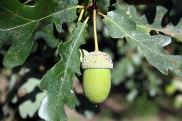 Obraz premium Acorn on the branch of oak
