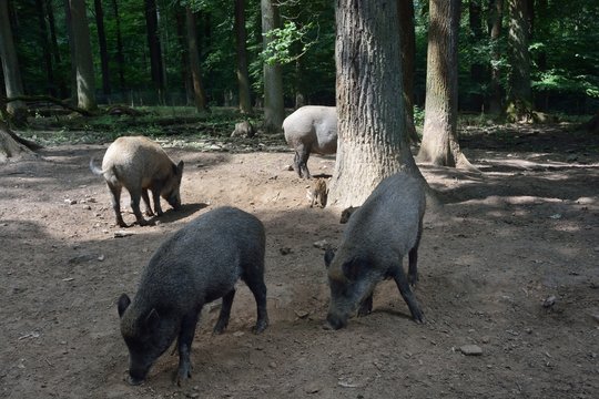 Wildschweinrotte unter Baum