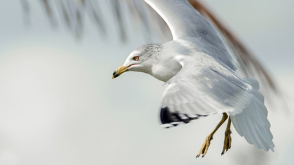 Seagull In Flight 2