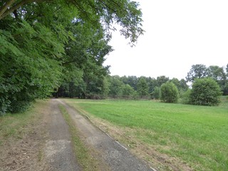 Leśna droga prowadząca przez park.