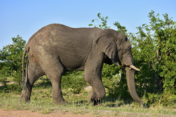 Fototapeta na wymiar elephant in african landscape,South Africa, Kruger national park