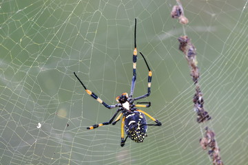 Golden orb spider.Kruger National park in South Africa