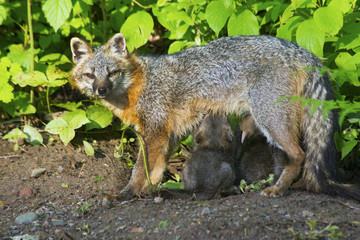 A Gray Fox feeds her babies breakfast.