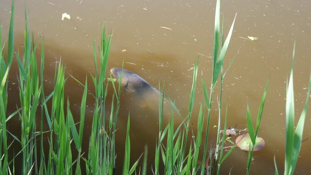 Carpa in acqua del fiume
