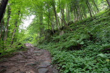 Hiking trail in lush green forest in summer time