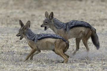 Obraz premium Black-backed jackals - Zadeljakhals
