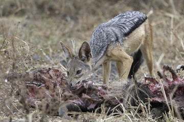 Black-backed jackals - Zadeljakhals