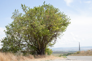 Tree by the road with dry grass during the day