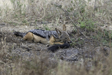 Black-backed jackals - Zadeljakhals