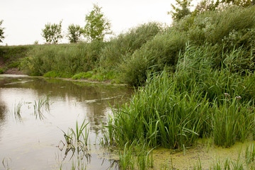 Pond with marsh grass and reeds during the day