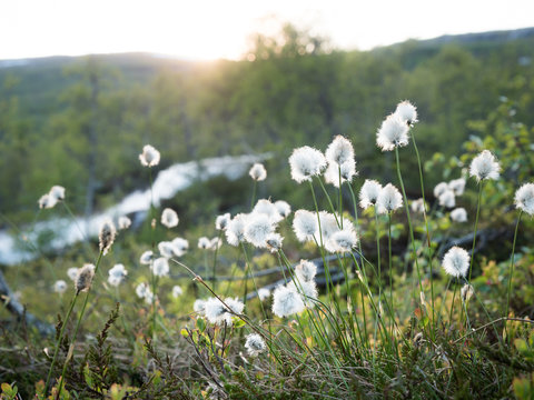 Cottongrass With Stream And Sunset