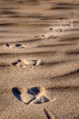 Seagull footprints