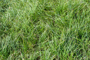 Green grass texture. The view from the top.