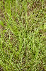 Green grass texture. The view from the top.