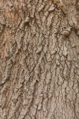 Obraz premium The texture of the tree bark. The view from the top.