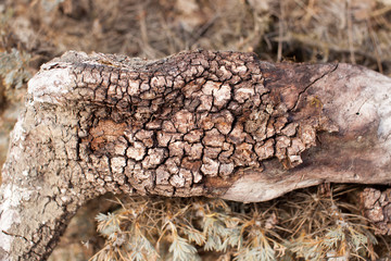 The texture of the tree bark. The view from the top.