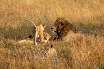 Lion Cubs Playing