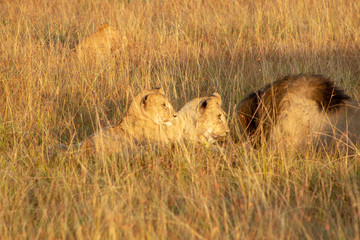 Lion Cubs Playing