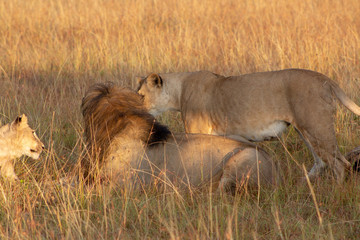 Lions