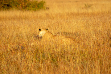 Lioness