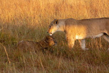 Mom and Cub Lions