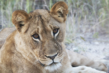 portrait of a resting lioness